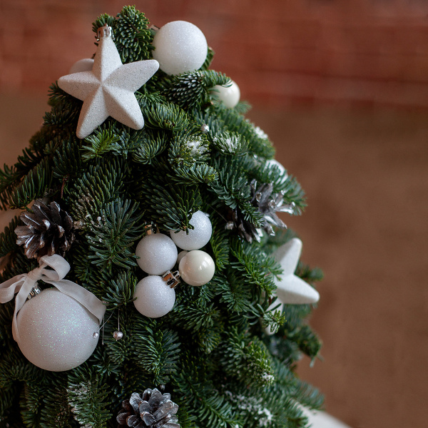 ёлочка мини1